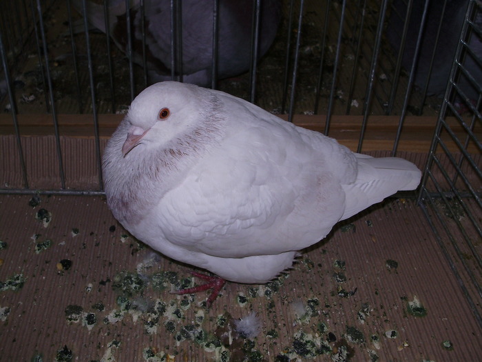 5446b t 0