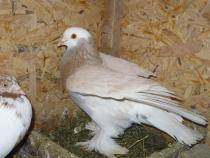 calugari - X-TODAS LAS RASAS DE PALOMAS EN EL MUNDO
