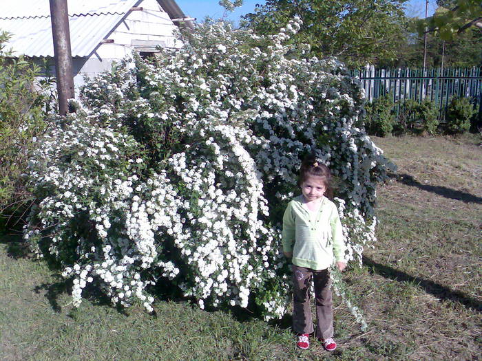 spiree, cununita, primavara; Spiraea x vanhouttei
