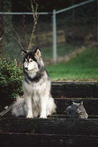 Pets