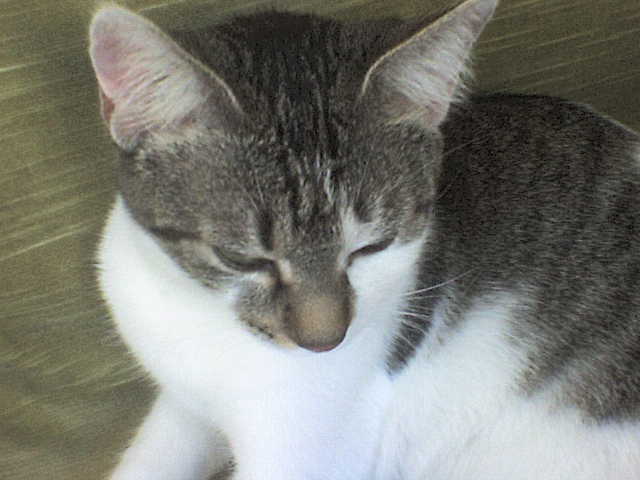 Picture 081 - pisicutza mea