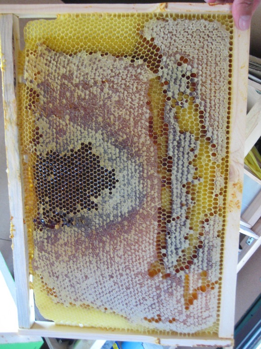 IMG_0003 - Stupina personala in 2009