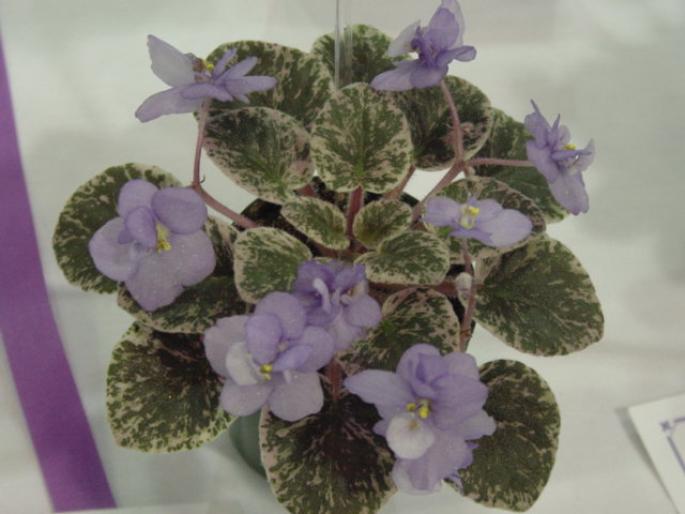 Deans_Bunny_Blue_2005avsa - violete de pe net