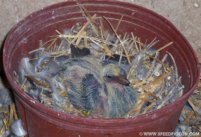 9-Day - 8-Evolutia puiului de porumbei in 31 de zile