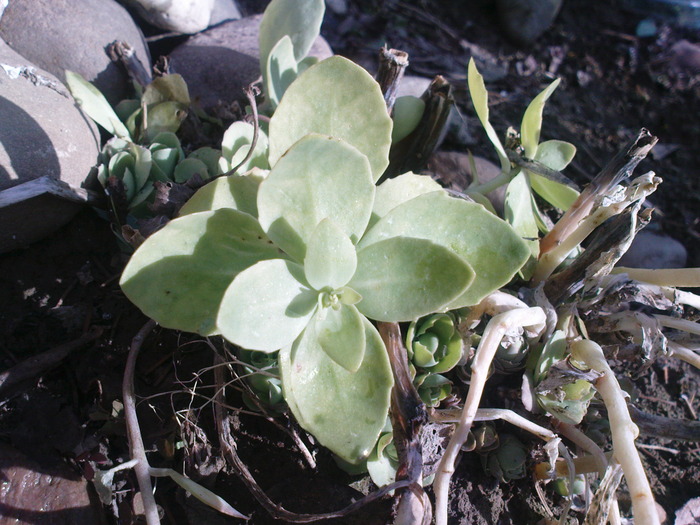 DSC00682