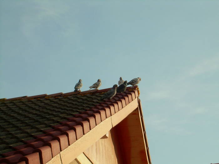 15.03.2009 029; la soare
