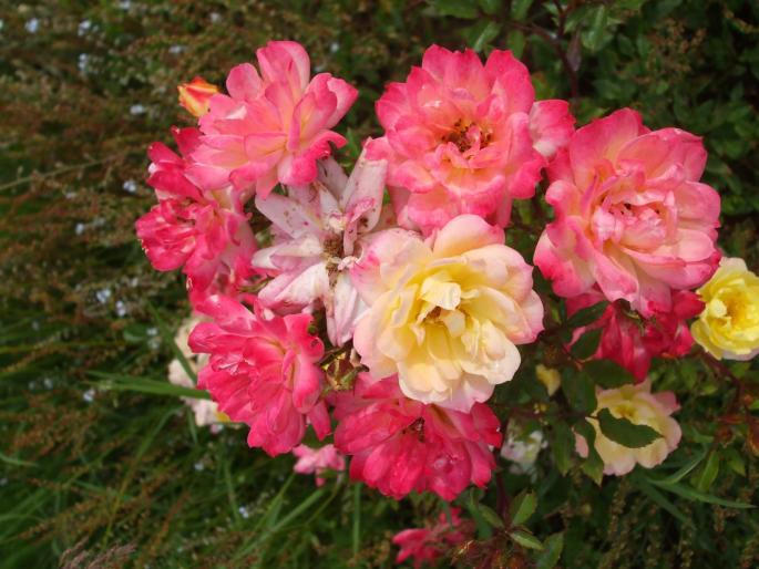 DSCF1533 - trandafiri