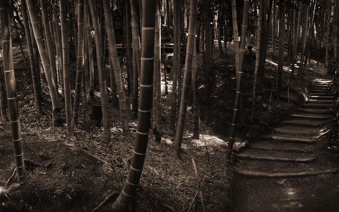105_kyotobamboo_1440x900 - Wallpaper Amestecate