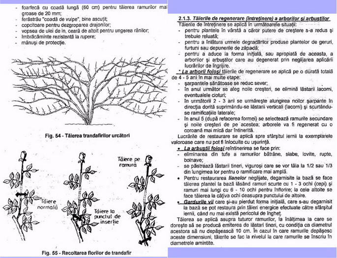 11-12-1 - taiere arbusti