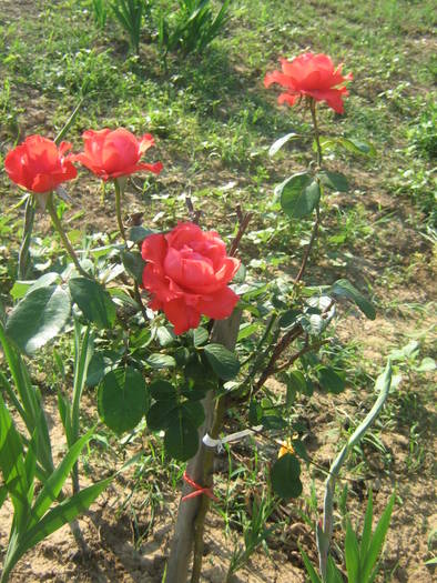 flori 359 - trandafiri