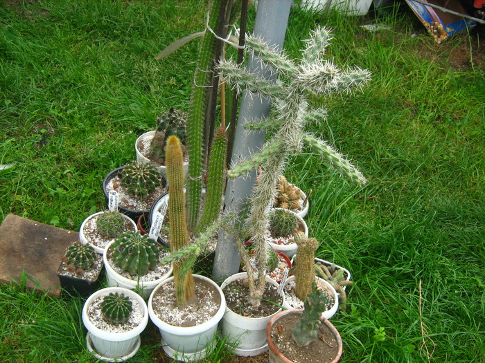 Picture 511grup  de cactusi; grup  de cactusi   cea mare no mai am
