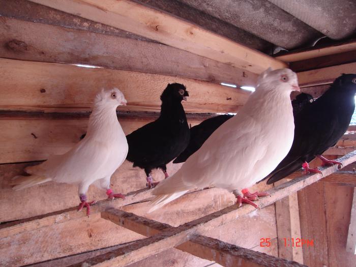 Picture 269 - porumbei jucatori
