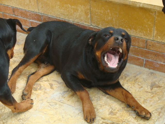 DSC03485 - ROTTWEILER