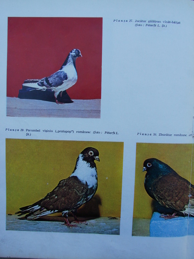 cresterea porumbeilor-peterfi 284 - Carti despre Porumbei - - Books about Pigeons