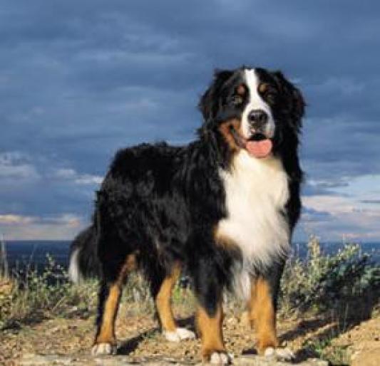 CIOBANESC DE BERNA - RASE CAINI