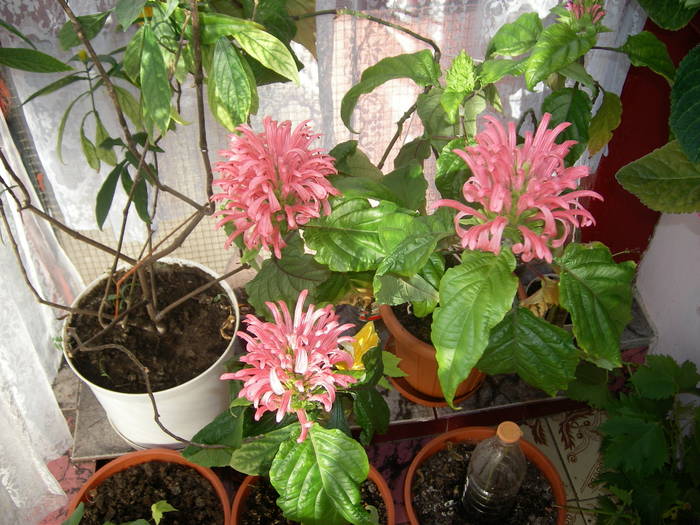 Coroana regala - Flori - 2009