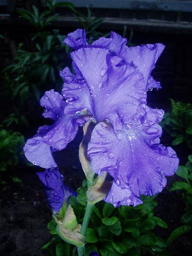 08; iris albastru
