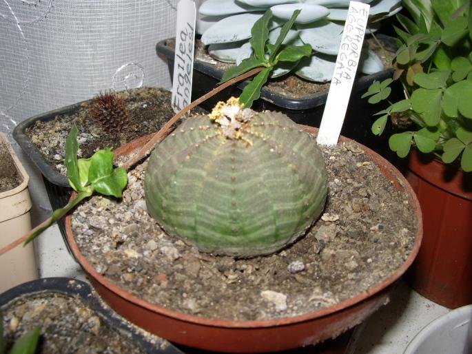 Euphorbia obesa