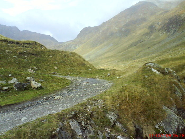 DSC02261 - transfagarasean si flora din Drauseni  BV