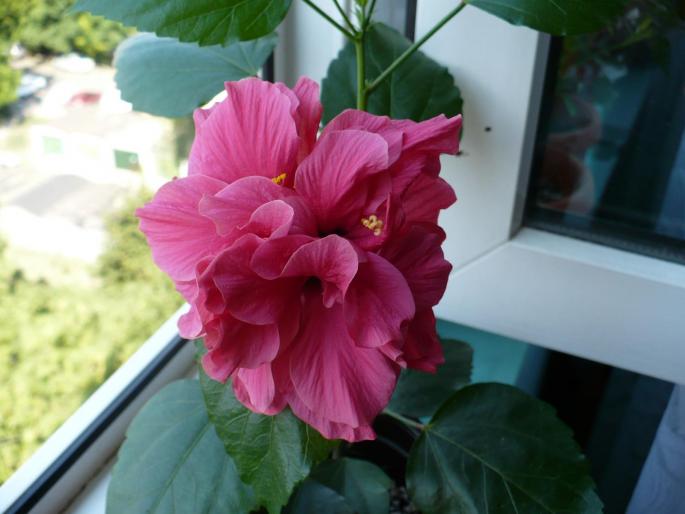 Pride of Hankins - Hibiscusi