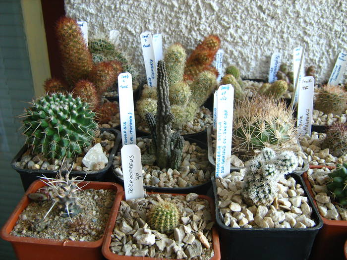 IMG_4465 - Cactusi 1 martie 2009