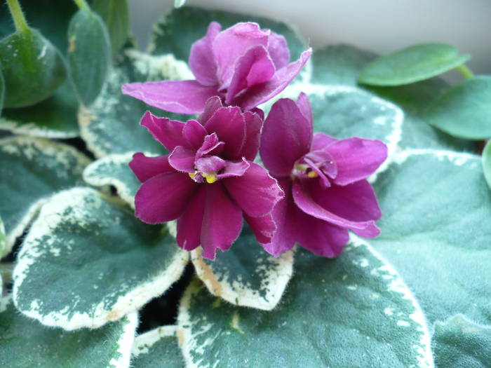 P1150135 - Saintpaulia - violete de camera