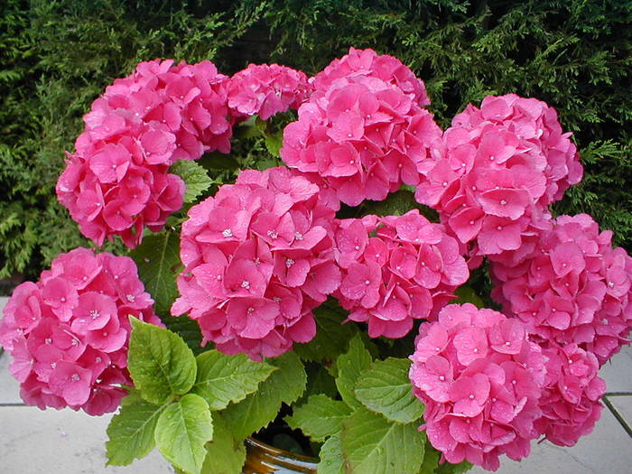 hortensia1