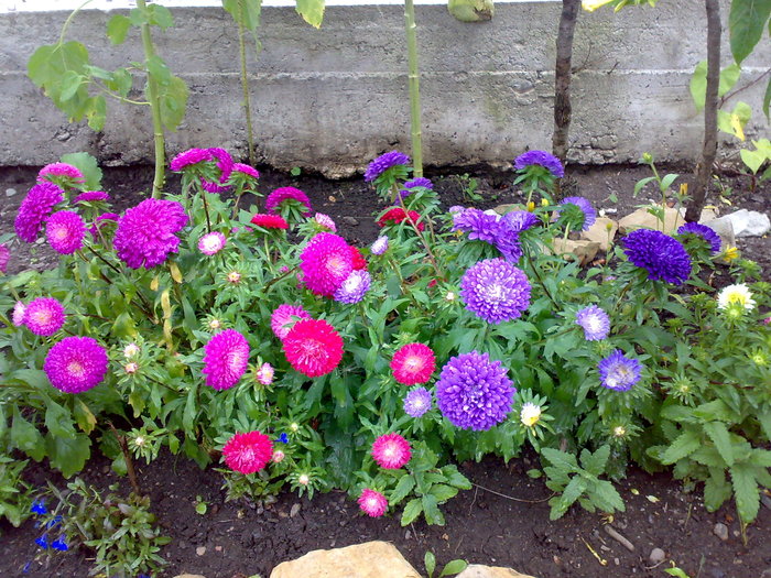 ochiul boului pitic amestec de culori - Florile din gradina mea - 2009
