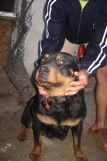 Picture 031 - ROTTWEILER