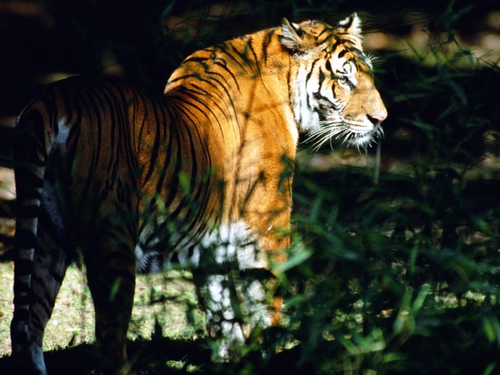 Tiger_12 - Desktop Tigers