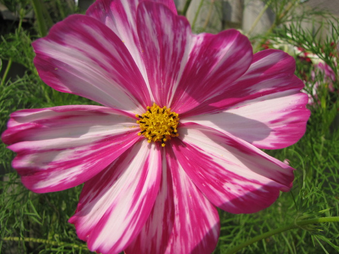 Cosmea 17 aug 2009 (6)