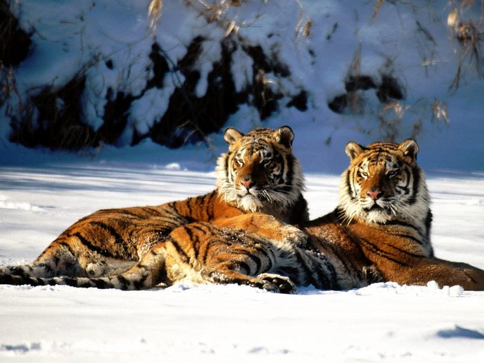 Lounging, Siberian Tiger Pair - Animale