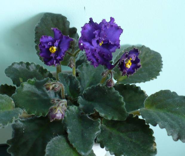 Ozio-sport - Saintpaulia - violete de camera