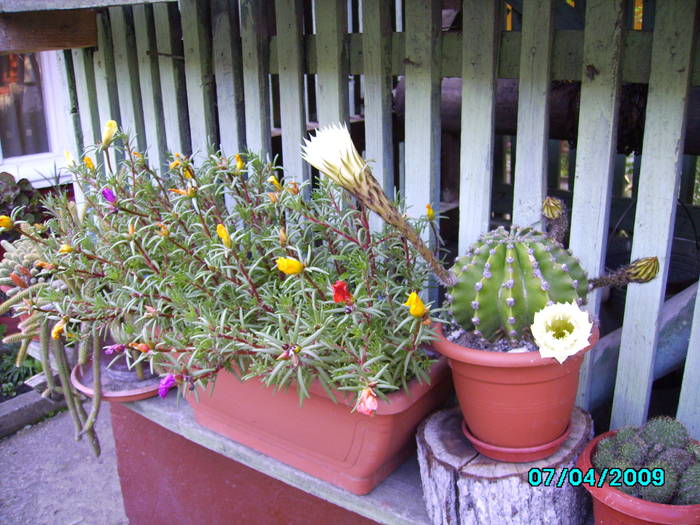 IMG_7788 4.07.2009 19h57min - cactusi