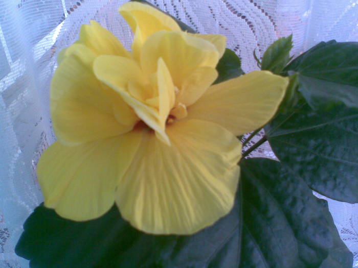 Imag626 - FLORI -2009