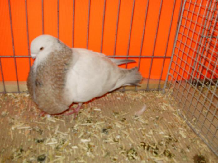 00649 canario goldhals 1 - 1505 partea 5