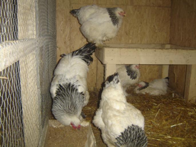 Picture 017 - gaini -iepuri ferma 2008