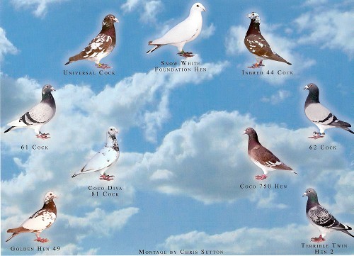 pigeons-karel meulemans-arendonk-BELGIA - meulemans karel -damen linda-arendonk-belgia