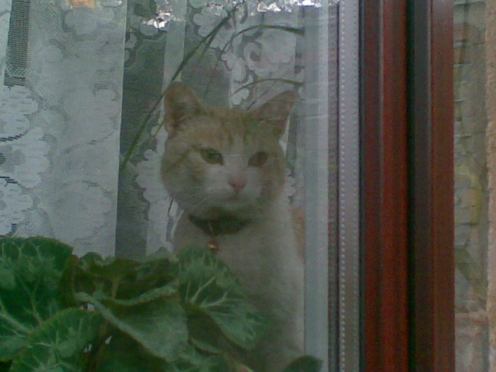 in geam - Poze cu pisicul meu