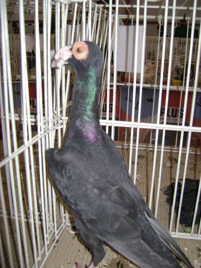 DSC07837 - Expozitie BIstrita 20 12 2009