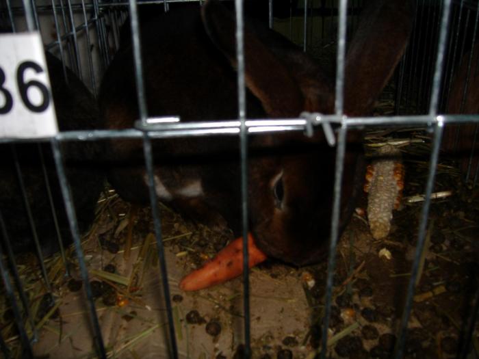 DISZNOVAGAS KEPEK 249