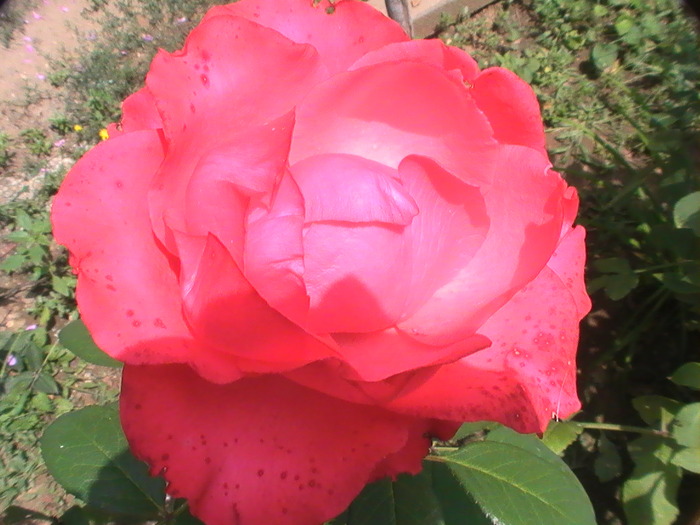 PIC_5147 - Trandafiri 2009