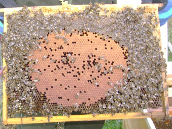 DSC01699(1) - albine