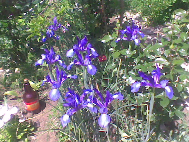 IRISI SIBERIENI