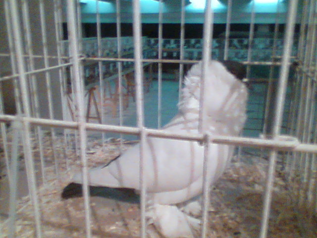 Imag058 - EXPO SATU MARE 2009