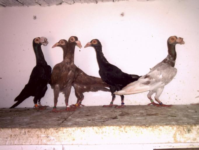 16 - porumbei carieri - 2007