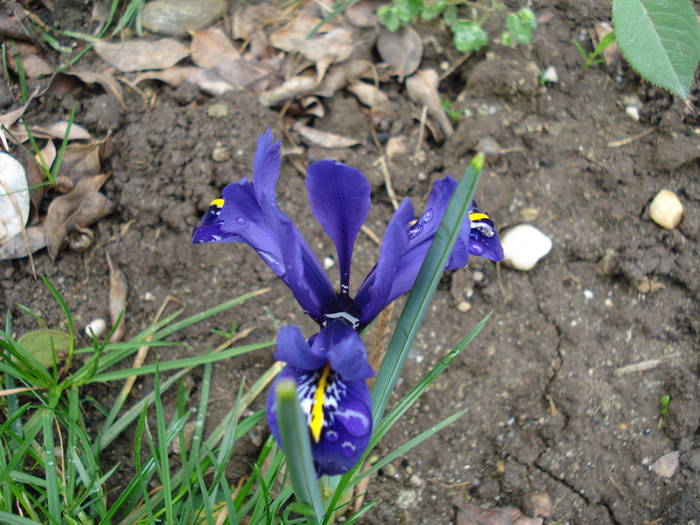 Iris reticulata Harmony (2009, April 01)