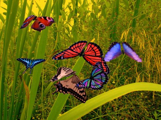 3d-amazing-butterfly-03 - Am si Fluturasi