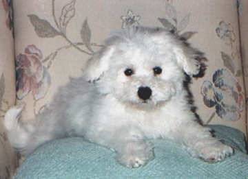 BichonFrise02 - Catelusi