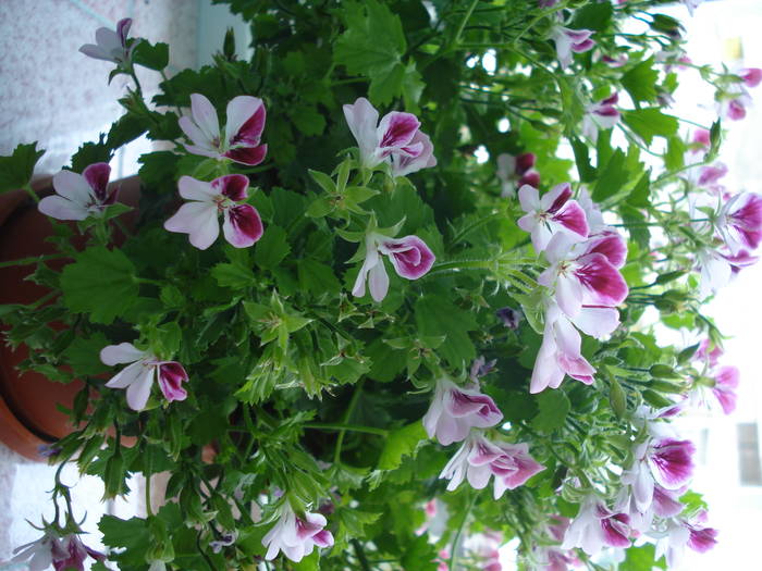 DSC02961 - FLOWERS PINK AND WHITE